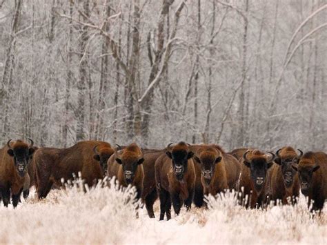 European bison see fortunes improve with conservation help | Express & Star