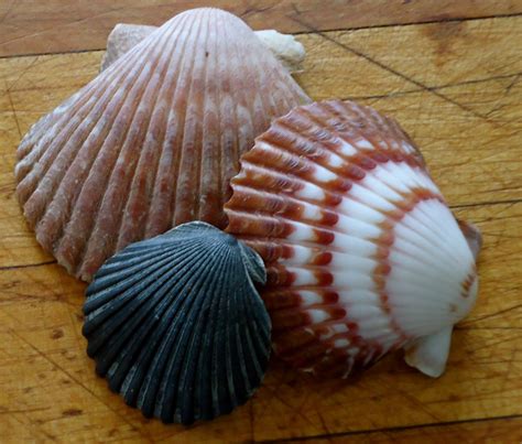 Karin's Camino: Scallops and Scallop Shells