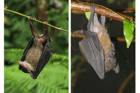 Philippine fruit bats may be entirely new species of their own, DNA suggests