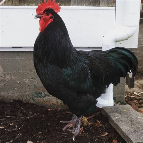 Australorp | Australorp chicken, Chickens backyard, Chicken breeds