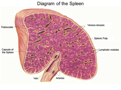 Spleen Histology Drawing