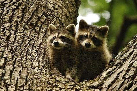 The Different Types of Raccoons - AAAC Wildlife Removal