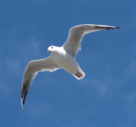 Seagull, Flying, Bird, Blue, one animal, white color free image | Peakpx