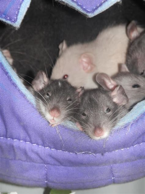 Cute Pet Rat Hammocks: Why You Need Them & Where to Get Them ...