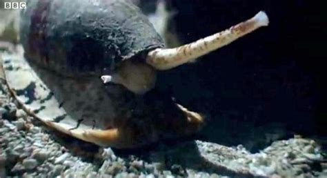 Watch as a venomous cone snail captures its prey [video]