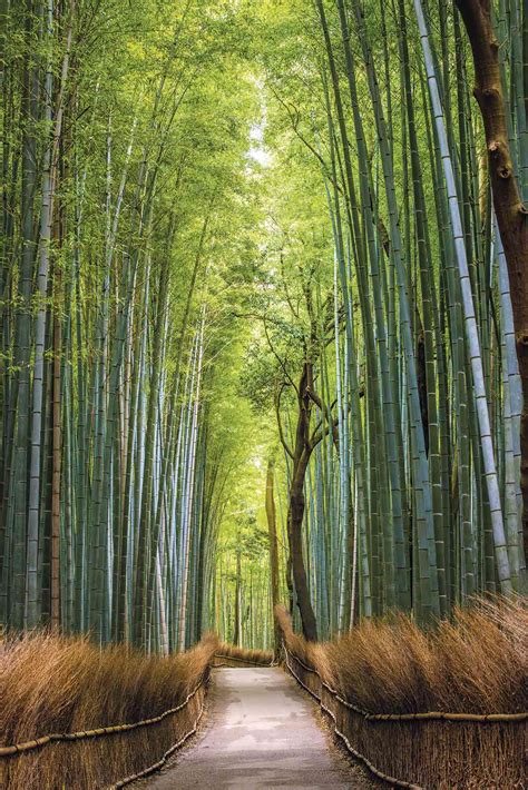 Japón: bajo el embrujo del bosque de bambú