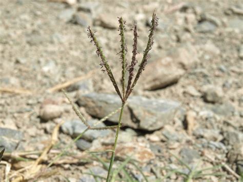 Bermuda grass, Cynodon dactylon | Bermuda grass, Cynodon dac… | Flickr