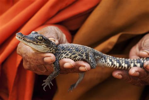 6 Facts About the Endangered Siamese Crocodile | Earth.Org