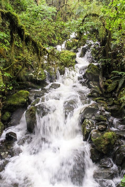 Fjordland National Park: The Chasm Walk | Fjordland National… | Flickr