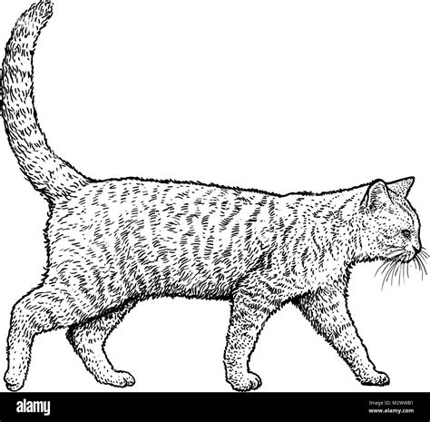 Comment Dessiner Un Chat Qui Marche | AUTOMASITES