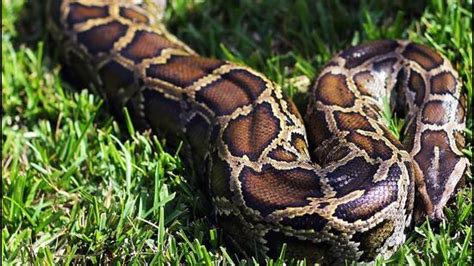 UP forest dept rescues giant python from under school bus, video viral ...