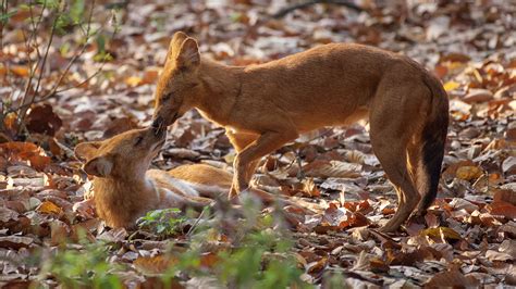 Wildlife - Dhole - Indian Wild Dog on Behance