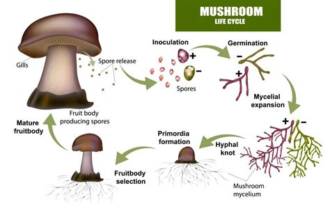 Section 4: Fungi | Nitty Gritty Science