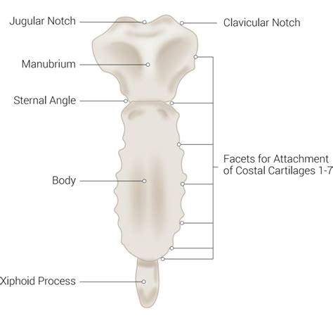 Palmer - Drawing Sternum: manubrium, corpus and xiphoid process - English labels | AnatomyTOOL