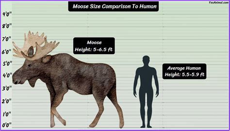 Moose Size: How Big Are They Compared To Others?