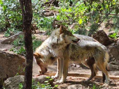 'Wildlife Encounters on the Trail' to be presented at Scotts Bluff National Monument