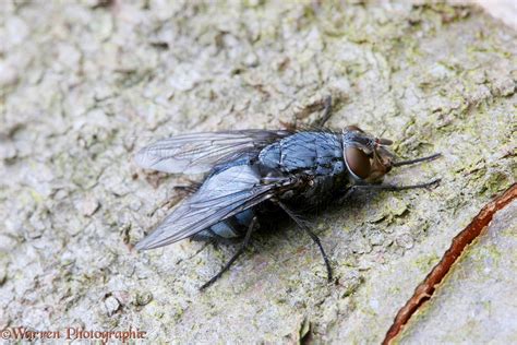 Bluebottle Fly photo - WP09457