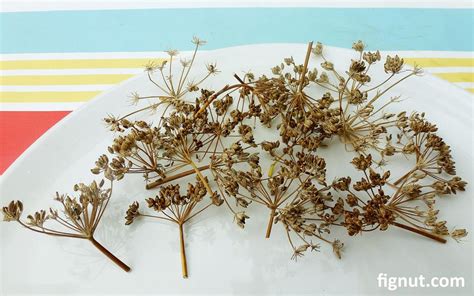 Wild Fennel - Identifying, Harvesting, Using & Drying Seeds - FigNut