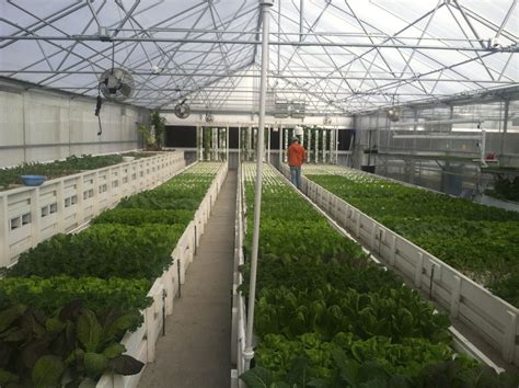 A Guide to Planning a Commercial Aquaponics Greenhouse | Ceres Greenhouse