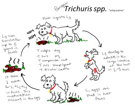 Parrsquini's Guide to Vet School: Whipworms