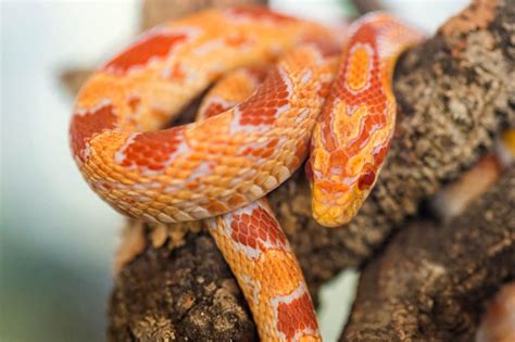 11 Albino Corn Snake Morphs, Costs, and Facts | LoveToKnow Pets