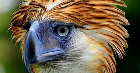 Why the Philippine eagle is unique among all birds of prey - FlipScience - Top Philippine ...