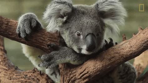 Koala GIF by Nat Geo Wild - Find & Share on GIPHY