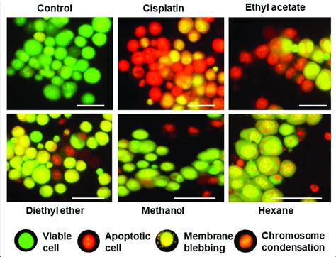 Morphological features of apoptotic and viable cells observed under a... | Download Scientific ...