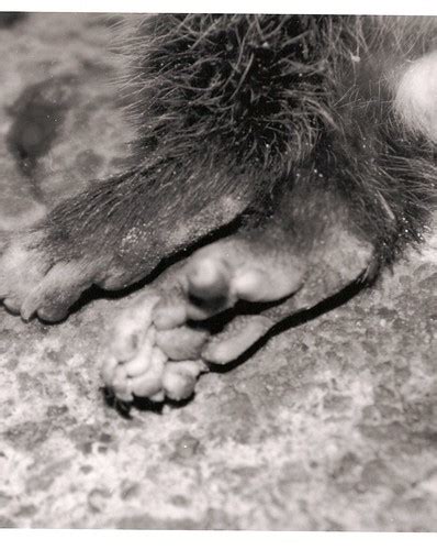 possum feet | Working on a bunch of sliver-prints on a dead … | Flickr