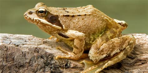 FROSTY’S RAMBLINGS: Britain’s frogs, toads and newts need you! | Morning Star