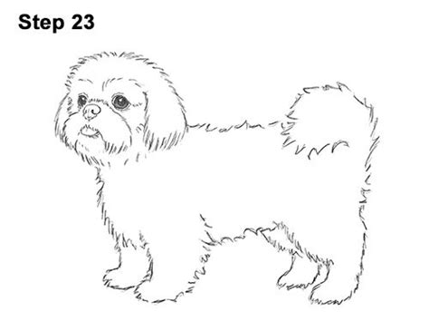 How to Draw a Dog (Shih Tzu) | Dog drawing, Dog sketch, Drawings