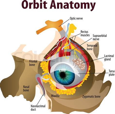 Vector illustration of Orbit anatomy | Stock vector | Colourbox