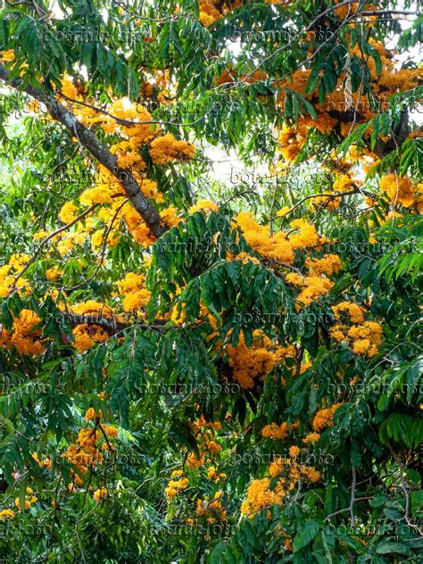 Image Yellow saraca (Saraca thaipingensis) - 434279 - Images of Plants and Gardens - botanikfoto