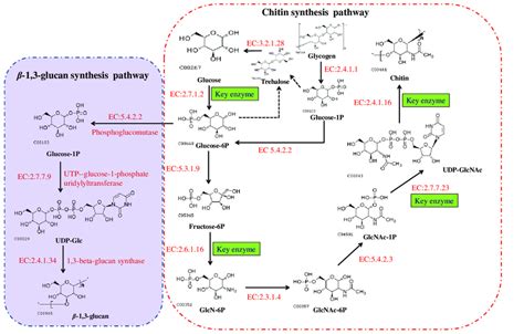 The biosynthetic pathways of chitin and β-(1,3) glucan in fungi. These... | Download Scientific ...