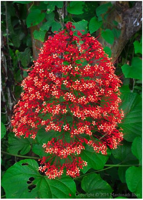 Clerodendrum Paniculatum - Stunning Pagoda Flower