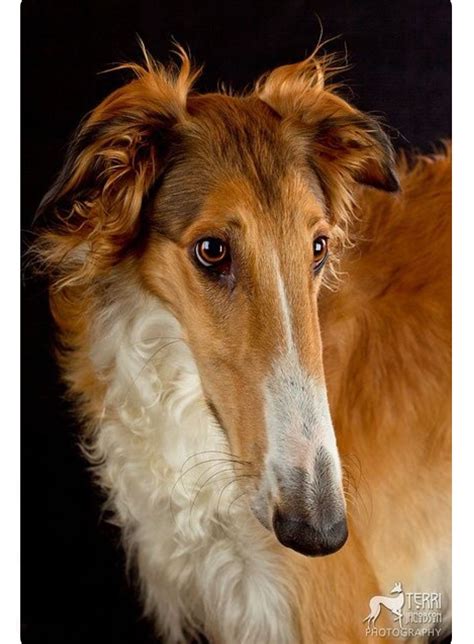 Portrait of a beautiful red-gold borzoi, or Russian wolfhound. | Dog ...