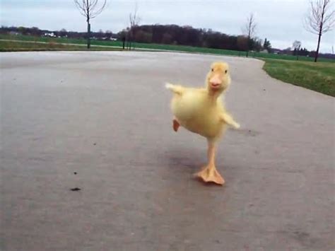 Igor B News: Duck Run - Do Not Attempt Stunts at Home