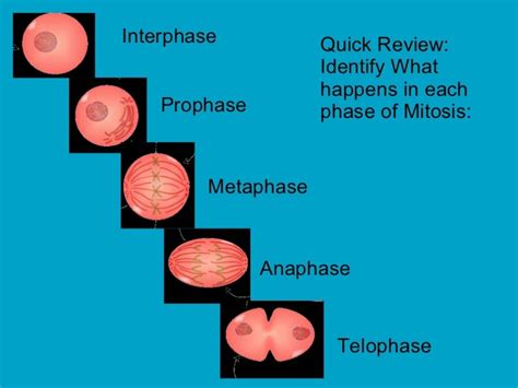 Identifying Mitosis Stages