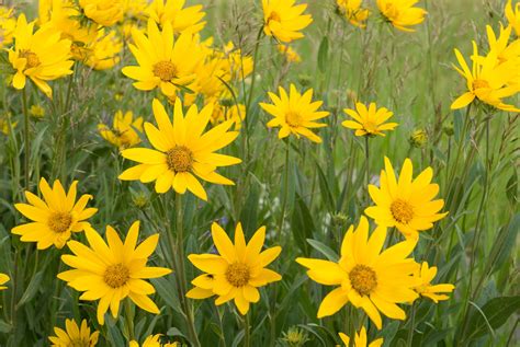 Yellow Daisies Flowers Fence Wallpapers - Wallpaper Cave