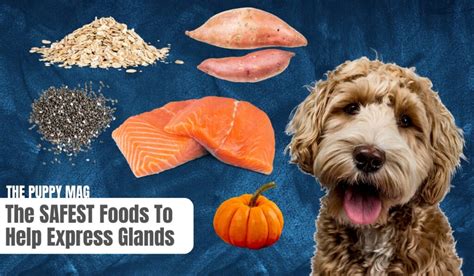 10 Safe Foods To Help Dogs Express Glands: (Must-Read!) – The Puppy Mag