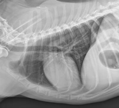 Normal Dog Thorax Radiograph