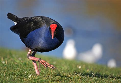 10 Native birds of New Zealand that rule the roost – Haka Tours Blog