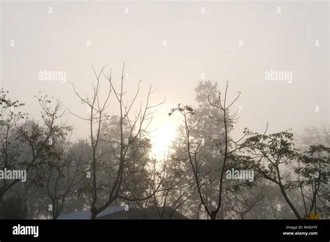 sunrise tree mist & fog in the morning Stock Photo - Alamy