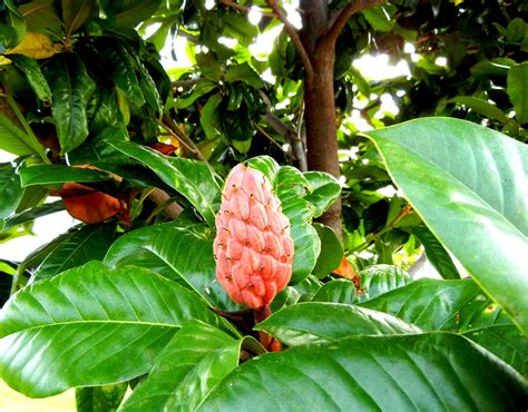 A photo, A thought............: Plant: Southern magnolia blooms, fruits ...