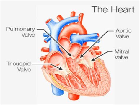 Tricuspid Valve: Overview, Function And Anatomy, 53% OFF