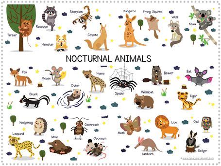 Nocturnal Animal Fun Pack - 1+1+1=1 | Nocturnal animals, Cool pets, Nocturnal animals activities