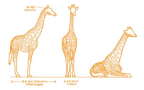 Giraffe Head Profile Drawing