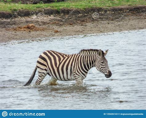 African Zebra in Natural Habitat Stock Image - Image of beauty, outside: 125426143