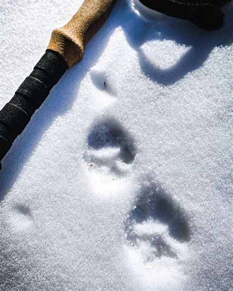 Identify Bobcat vs Coyote Prints in Snow | Tracking