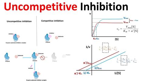 uncompetitive inhibition - YouTube